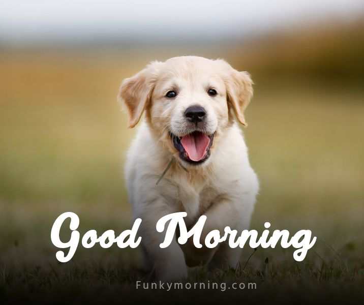 339+ Cute Dog Good Morning Images | Dog Puppy Good Morning HD Pics