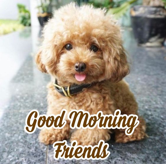 339+ Cute Dog Good Morning Images | Dog Puppy Good Morning HD Pics