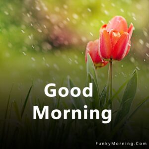 158+ Best Rainy Good Morning Images HD Pics Download Free