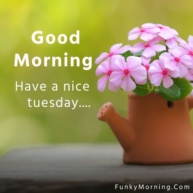 125+ Best Tuesday Good Morning Images 2022 Pics HD Download