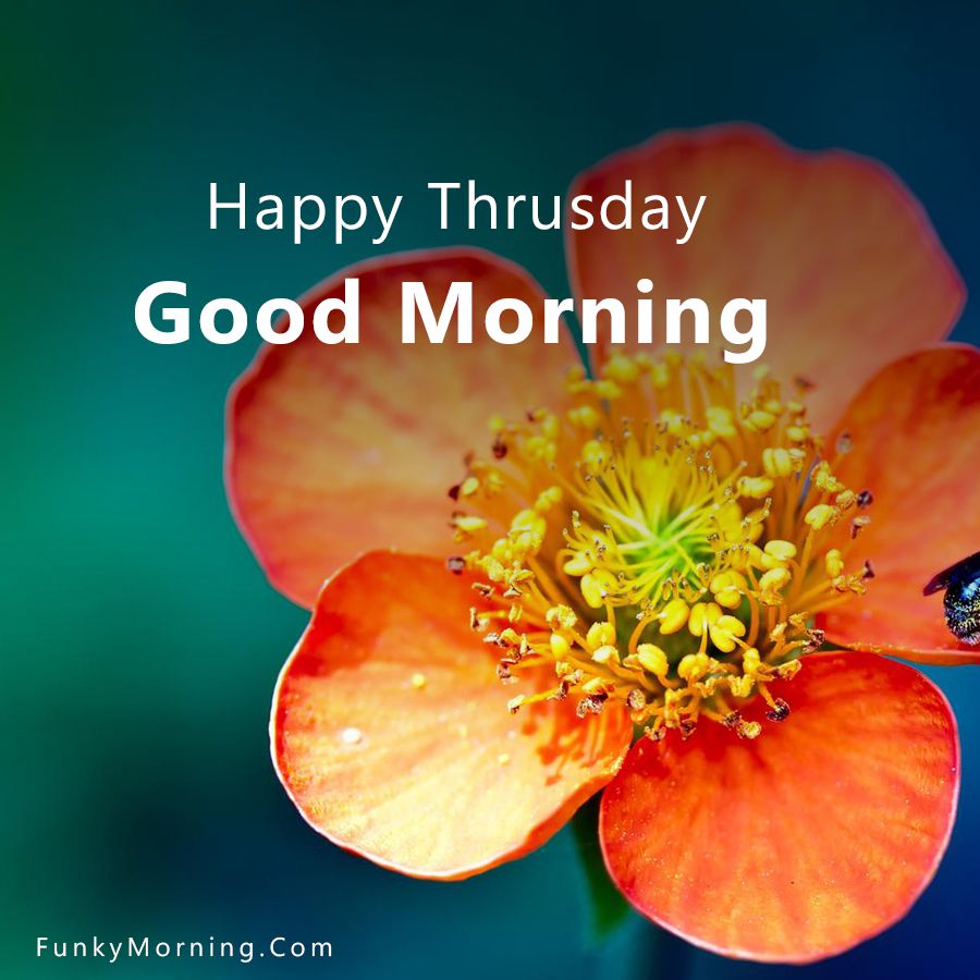 137+ Best Good Morning Thursday Image | Thursday Good Morning HD Pics