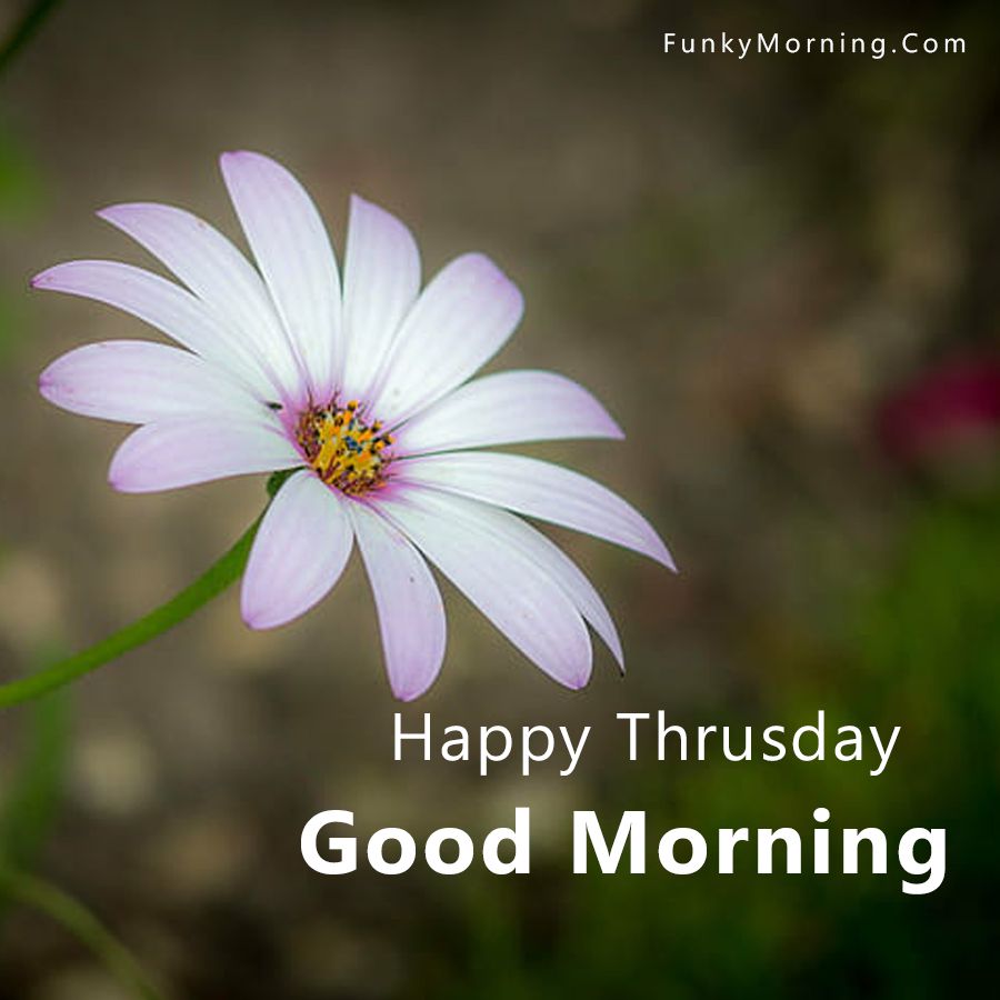 137+ Best Good Morning Thursday Image | Thursday Good Morning HD Pics